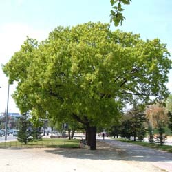 Quercus pubesc
